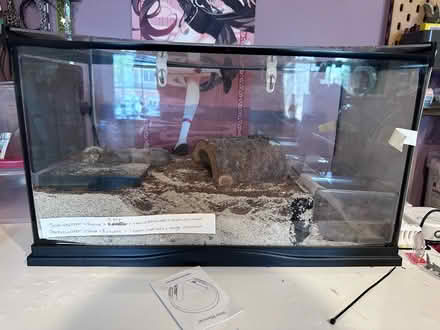 Photo of free Two hermit crabs (Silver Spring) #1