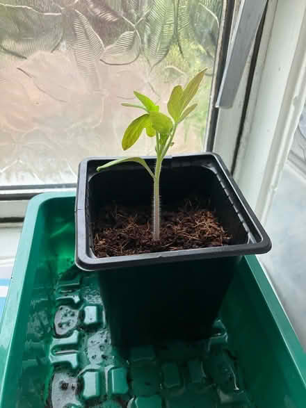 Photo of free Tomato plant seedling 🍅 (Waddon) #1