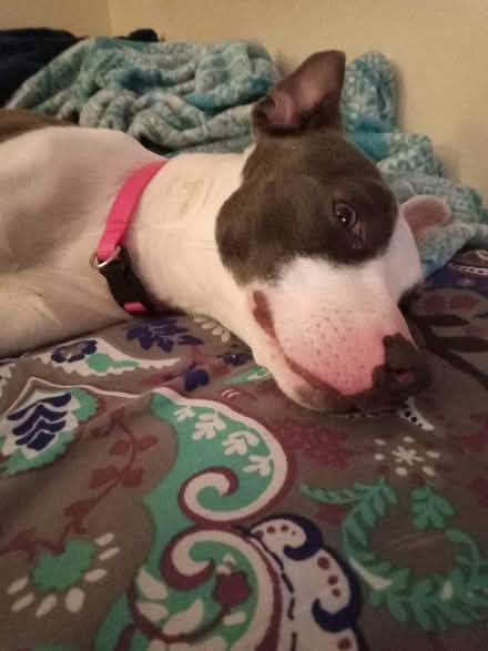 Photo of Puppy/Dog stuff (Alexandria VA) #2