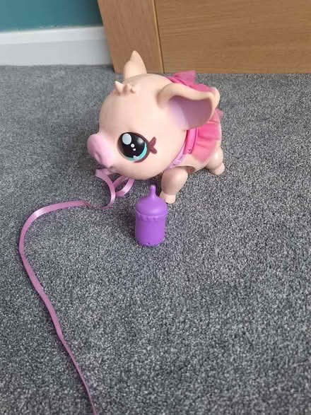 Photo of free Little live pets piggy Bella. (Woodley RG5) #1