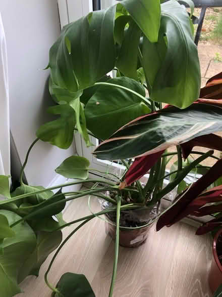Photo of free 3 house plants (South Ruislip HA4) #4