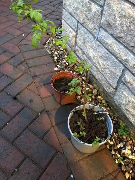 Photo of free Raspberry Plants (Gogarloch EH12) #1
