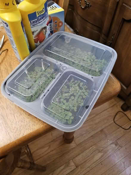 Photo of free Container of water spangles (Dunning, Chicago) #2