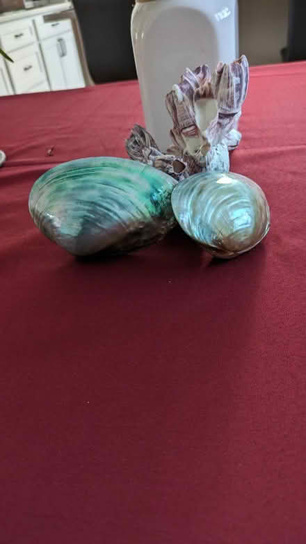 Photo of free shells (Stevens Forest, Columbia) #1