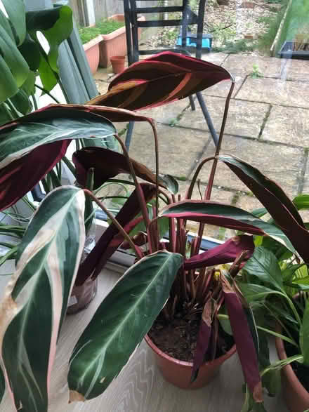 Photo of free 3 house plants (South Ruislip HA4) #3