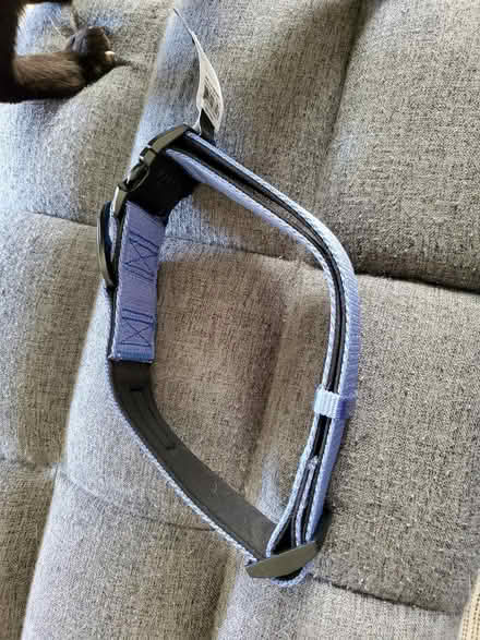 Photo of free Kong collar XL (8 Mile & Dequindre) #3