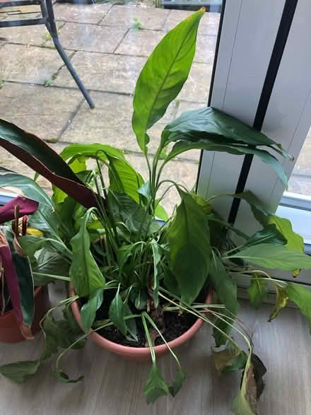 Photo of free 3 house plants (South Ruislip HA4) #2