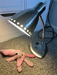 Photo of free Old Desk Lamp (20871) Clarksburg #1