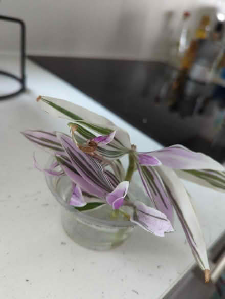 Photo of free tradescantia plant cuttings (Golders green NW11) #1