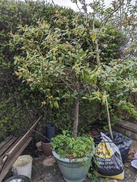 Photo of free Bay tree in pot (BA2) #1