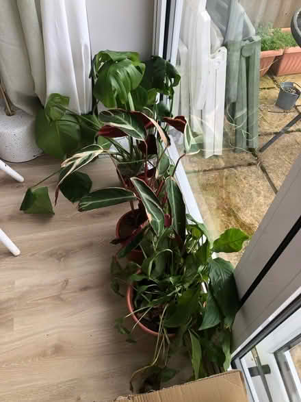 Photo of free 3 house plants (South Ruislip HA4) #1
