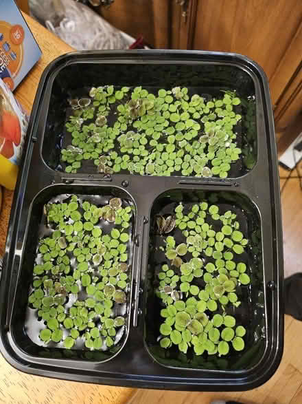 Photo of free Container of water spangles (Dunning, Chicago) #1