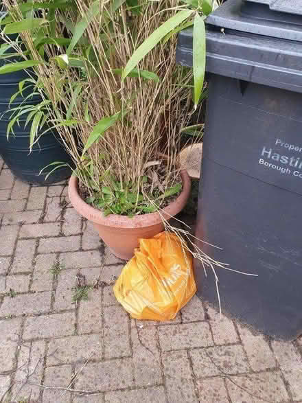 Photo of free A dozen tins of soup/tomatoes (Wishing Tree/Ponswood TN38) #2