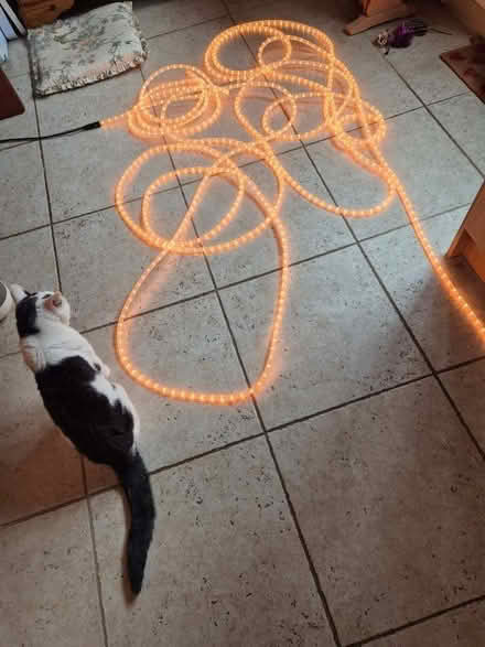 Photo of free Rope Lights (Shinfield RG6) #1