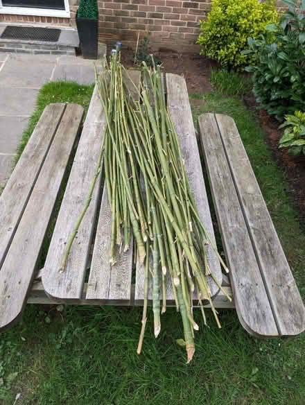 Photo of free Bamboo (Calcot RG31) #1