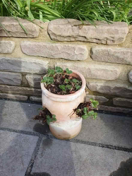 Photo of free Strawberry planter (West Malling, ME19) #3