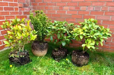 Photo of free 2 Rhododendrons + 2 Rubella (Rathgar) #1