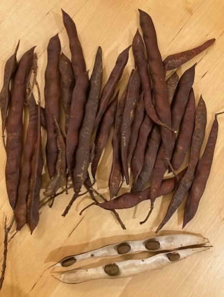 Photo of free wisteria seeds (Heath & Reach LU7) #1