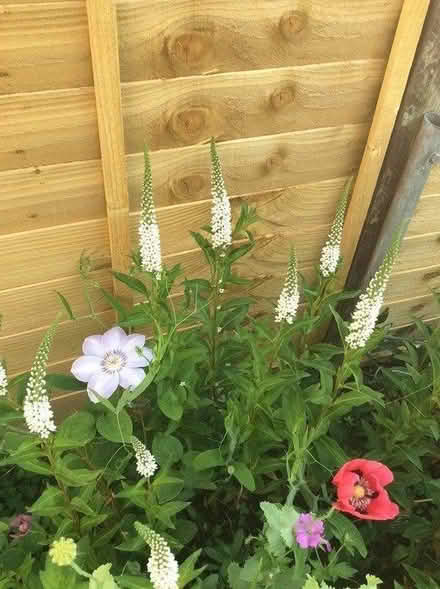 Photo of free White Lysmachia 6 roots (Morden SM4) #1