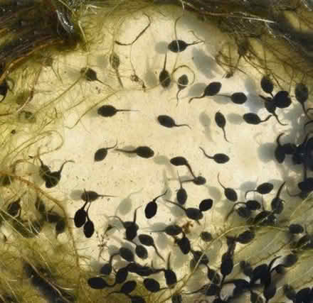 Photo of To photograph Tadpoles (Tunbury Wood ME5) #1