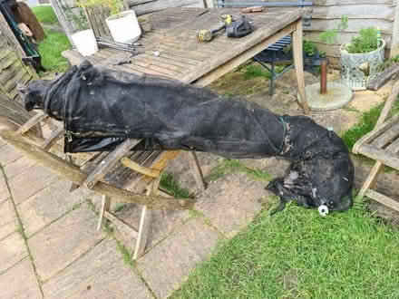 Photo of free 10 foot trampoline (Ham KT2) #3