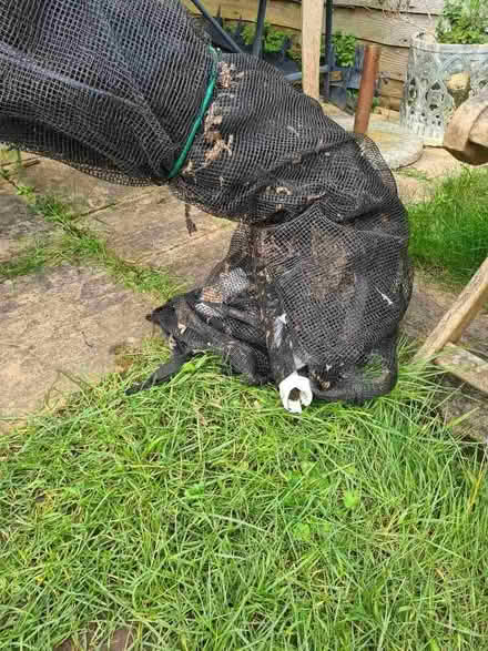 Photo of free 10 foot trampoline (Ham KT2) #4