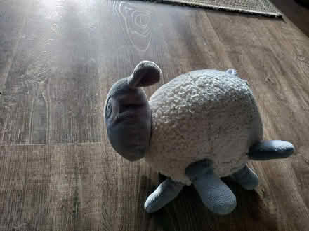 Photo of free Ewan The Dream Sheep (South Queensferry EH30) #2