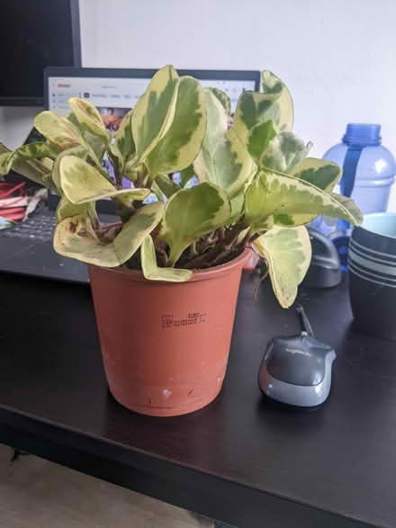 Photo of free Assortment of house plants (Bushey, WD23) #1