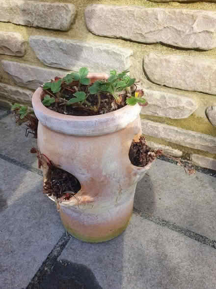 Photo of free Strawberry planter (West Malling, ME19) #2