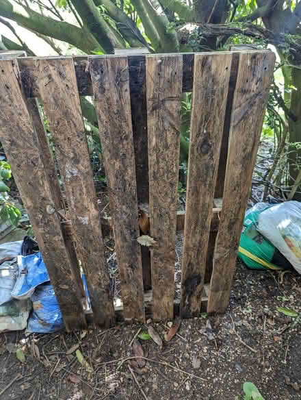 Photo of free Wooden pallets x 5 (Ware SG12) #3