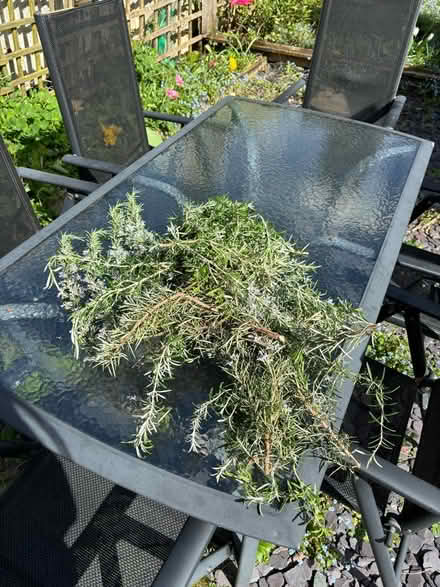 Photo of free Rosemary (Carshalton SM5) #1