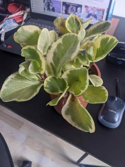 Photo of free Assortment of house plants (Bushey, WD23) #2