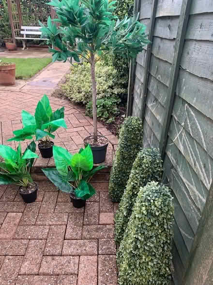 Photo of free Plastic plants (Durham DH1) #1