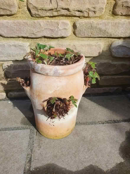 Photo of free Strawberry planter (West Malling, ME19) #1