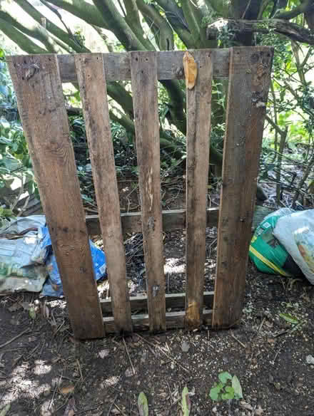 Photo of free Wooden pallets x 5 (Ware SG12) #1
