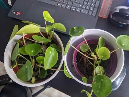 Photo of free Assortment of house plants (Bushey, WD23) #3