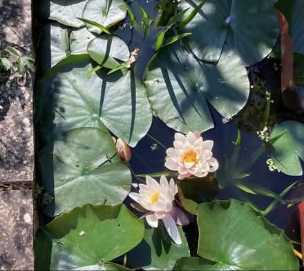 Photo of free Water lilies (Surrenden BN1) #1
