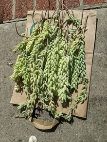 Photo of free Donkey Tail Plant Cuttings #1