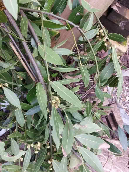 Photo of free Fresh bay leaves! (Mitcham's Corner CB4) #1