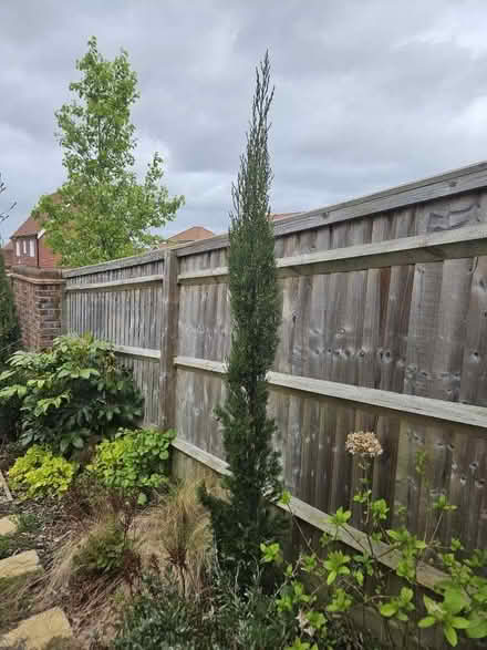 Photo of free 3 trees to go (Chineham Park RG24) #1