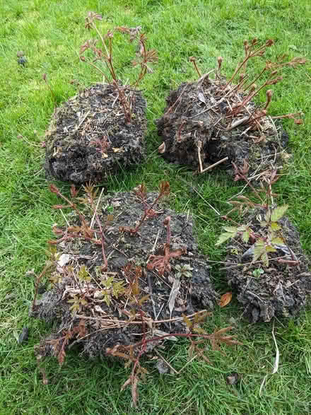 Photo of free Plants (Edinburgh EH7) #1