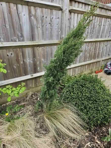 Photo of free 3 trees to go (Chineham Park RG24) #3