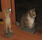 Photo of free Friendly and gentle 9 year old cat - Chisholm #4