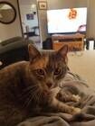 Photo of free Friendly and gentle 9 year old cat - Chisholm #3