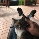 Photo of free Friendly and gentle 9 year old cat - Chisholm #2