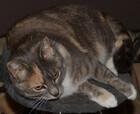 Photo of free Friendly and gentle 9 year old cat - Chisholm #1