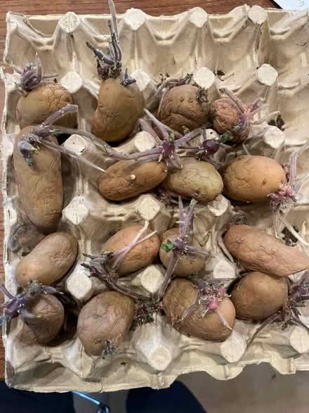 Photo of free Chitted Jazzy potatoes (Welwyn AL6) #1
