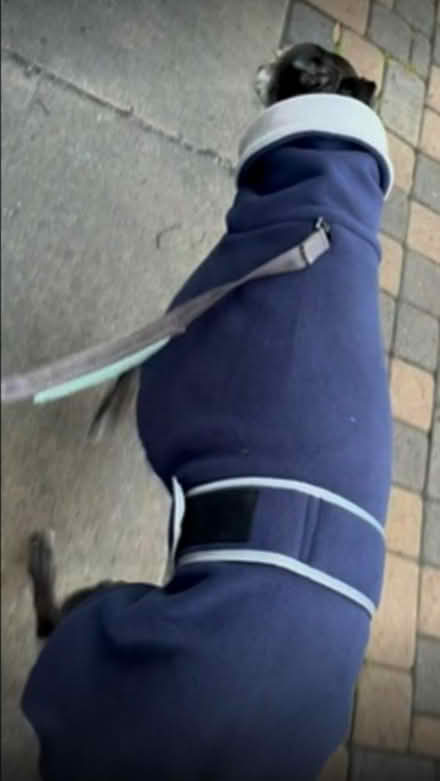 Photo of free Greyhound coat (Northfield B31) #4