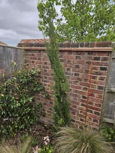 Photo of free 3 trees to go (Chineham Park RG24) #2