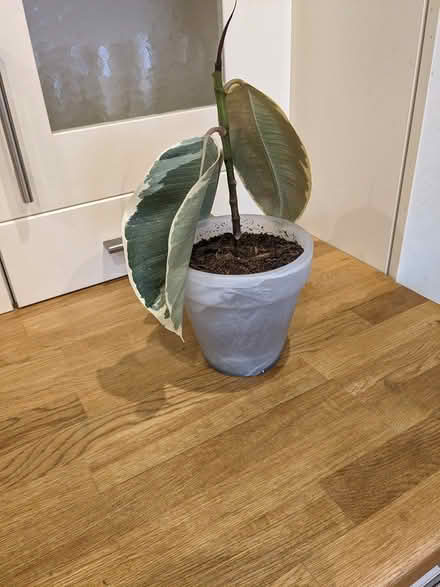 Photo of free Plant and pot (Camberley GU15) #2